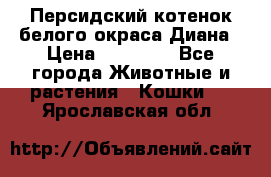 Персидский котенок белого окраса Диана › Цена ­ 40 000 - Все города Животные и растения » Кошки   . Ярославская обл.